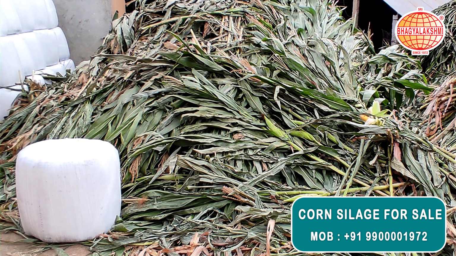 Corn Silage Suppliers in Bangalore | Corn Silage for Sale  |  Corn Silage, Baby Corn Silage manufacturers, suppliers & exporters in Bangalore | corn silage for sale in bangalore |  Sri Bhagyalakshmi Farms Corn Silage Bangalore| Silage Balers | Animal Feed Manufacturers | Production of Silage |Cattle feed manufacturers & suppliers - SBL Farms is solving the biggest fodder crisis in India, by supplying Silage bales, Bailing machines to dairy farmers, Cooperatives, Animal Husbandry | Best Cattle Feed Manufacturers & Silage Suppliers in India | Indias Best Baled Silage Producers